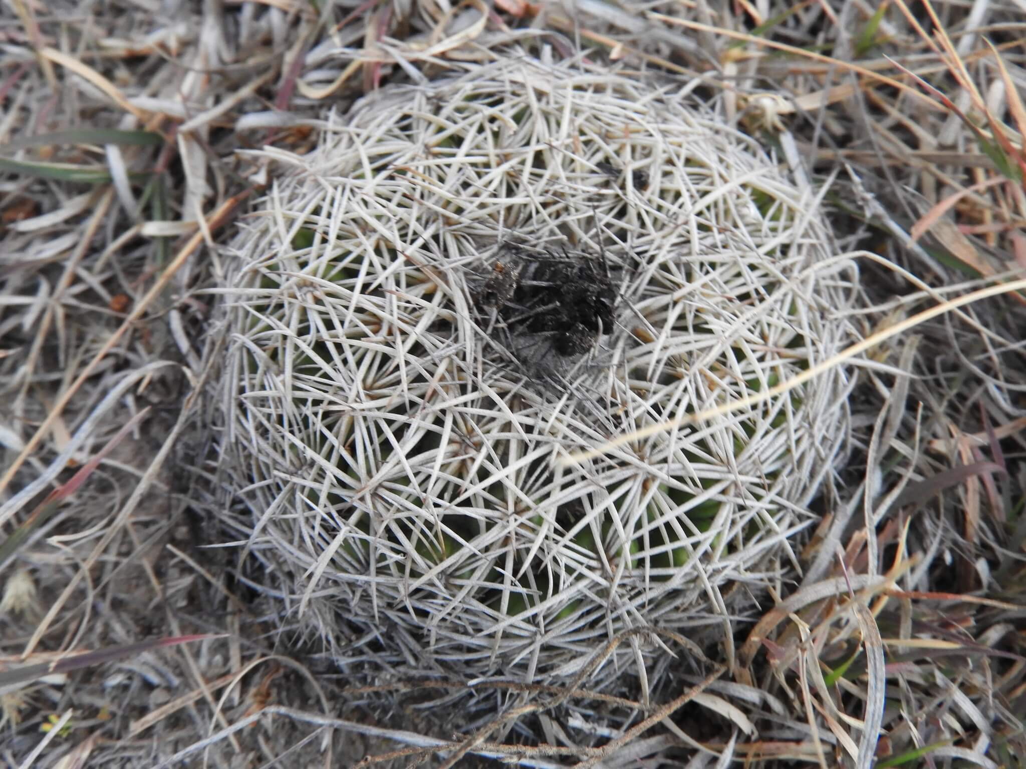 Coryphantha retusa